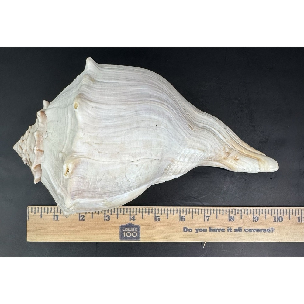 Large Natural Lightning Whelk Sea Shell 10.5" Coastal Beach Nautical Ocean Decor - Picture 10 of 12